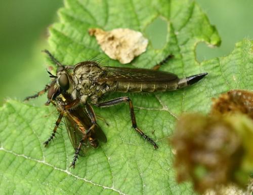 Tolmerus cingulatus